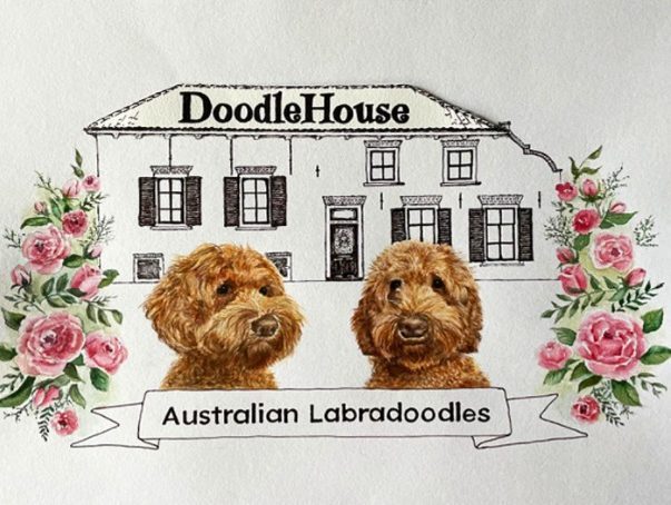 Australian Labradoodle Breeder